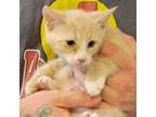 Adopt Cooper a Domestic Medium Hair