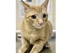 Adopt Ozzy a Domestic Short Hair