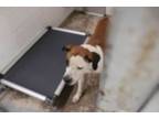 Adopt Axle Rod a Pit Bull Terrier, Mixed Breed