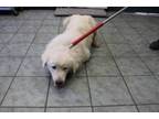 Adopt Patrick a Great Pyrenees, Mixed Breed