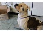 Adopt Roofus a Boxer, Pit Bull Terrier