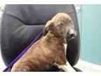 Adopt Bran a Pit Bull Terrier, Mixed Breed