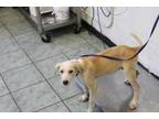 Adopt Gumbo a Labrador Retriever, Mixed Breed