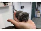 Adopt Smokey a Domestic Short Hair