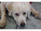 Adopt Ol Dan a Great Pyrenees, Mixed Breed