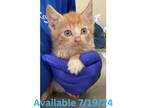 Adopt Cat Condo #14 a Domestic Short Hair