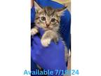 Adopt Cat Condo #14 a Domestic Short Hair
