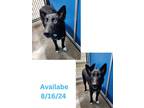 Adopt Dog Kennel #31 Gojo a Husky, Mixed Breed
