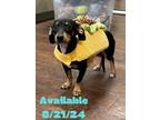 Adopt Dog Kennel #27 a Dachshund, Mixed Breed
