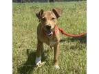 Adopt Hansel a Australian Shepherd