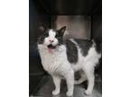 Adopt Ollie a Domestic Medium Hair