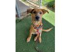 Adopt Jose a German Shepherd Dog