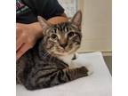 Adopt Clay a Domestic Short Hair