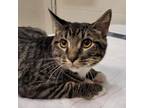 Adopt Goldie a Domestic Short Hair