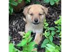 Adopt Azriel a Mixed Breed