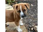 Adopt Dorian a Mixed Breed