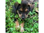 Adopt Ruhn a Mixed Breed