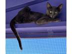 Adopt George / Brad a Russian Blue, Domestic Short Hair