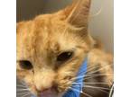Adopt 20682 a Domestic Medium Hair