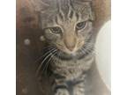 Adopt 20693 a Domestic Short Hair