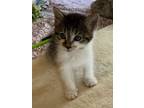 Adopt Mooch a Domestic Short Hair