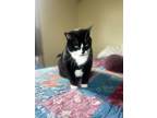 Adopt Luke a Domestic Short Hair