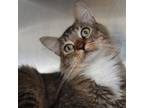 Adopt HopScotch a Domestic Medium Hair