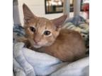 Adopt Dean a Domestic Short Hair