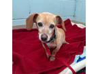 Adopt Weston a Mixed Breed