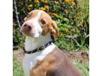 Adopt Finn a Hound, Mixed Breed