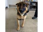 Adopt Bear a German Shepherd Dog