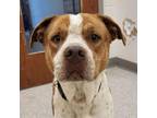 Adopt Dude a Pit Bull Terrier