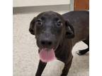 Adopt Fudge a Hound