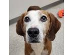 Adopt Ticket a Hound