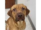 Adopt Penn a Pit Bull Terrier