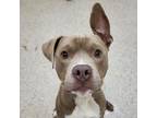 Adopt Flip a Pit Bull Terrier