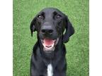 Adopt Dash a Labrador Retriever, Hound