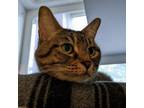 Adopt Manchego a Domestic Short Hair