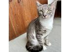 Adopt Oscar a Domestic Short Hair