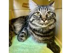 Adopt Sassafras a Domestic Medium Hair, Domestic Short Hair