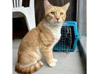 Adopt Mr. Snuffleupagus a Domestic Short Hair