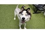 Adopt Hachi a Siberian Husky, Mixed Breed