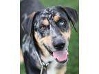 Adopt Sailor a Mixed Breed, Catahoula Leopard Dog