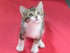 Adopt Geno a Domestic Short Hair