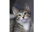 Adopt Daniel the Tiger a Domestic Short Hair