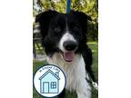 Adopt Jack a Mixed Breed