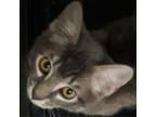 Adopt Artemis a Domestic Short Hair