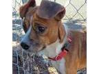 Adopt Sean a Mixed Breed