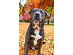 Adopt Pops a Pit Bull Terrier, Mixed Breed