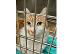 Adopt Thor a Domestic Short Hair